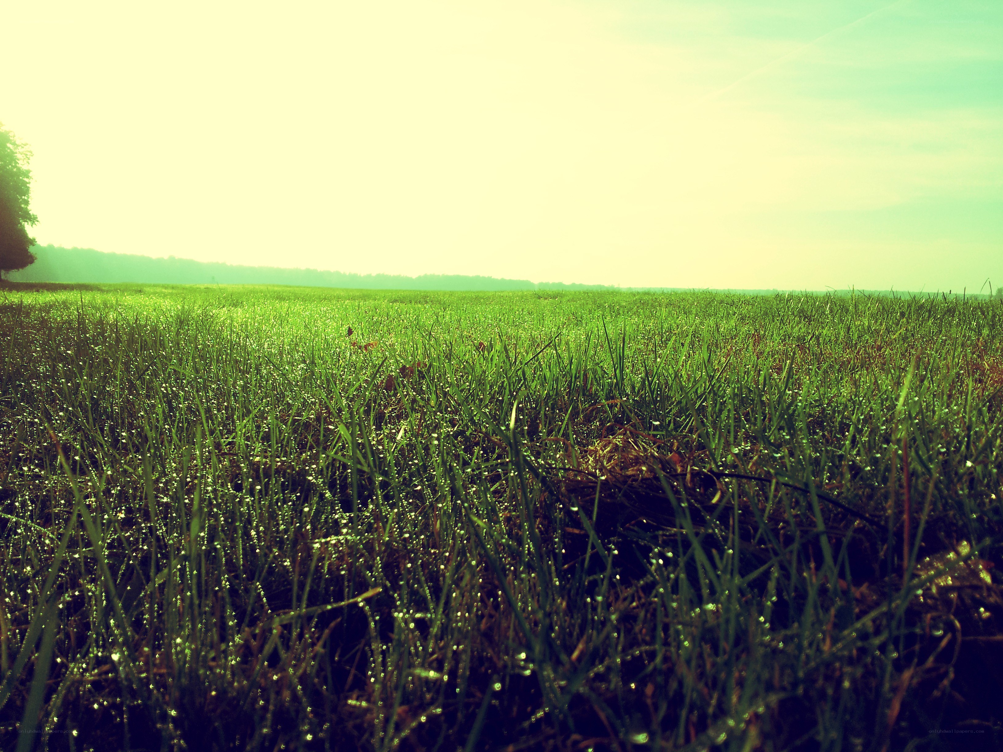 dewy grass at sunrise