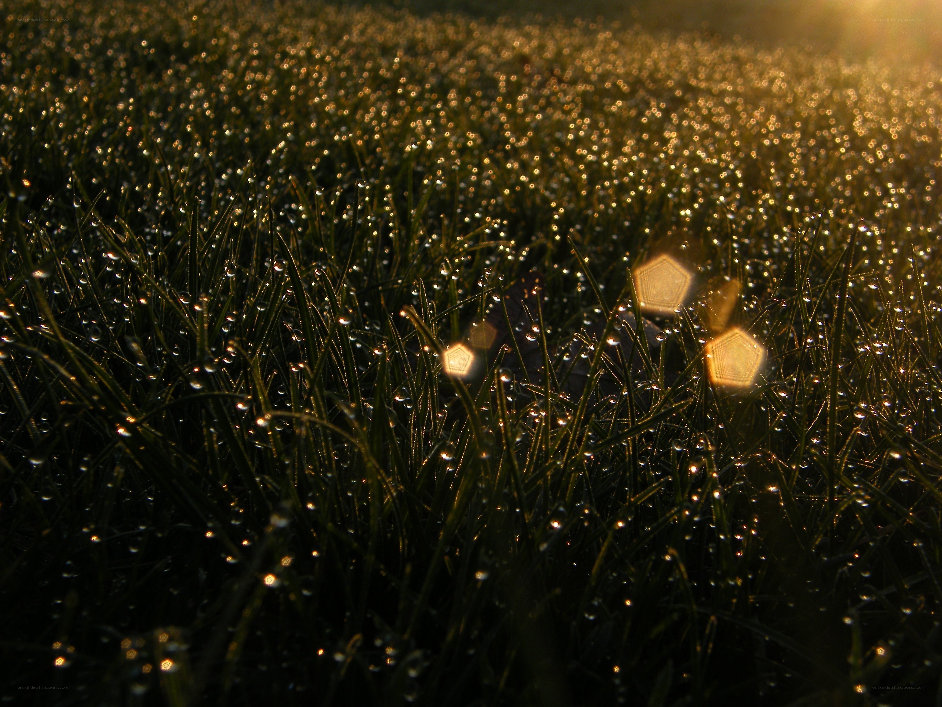 Dewy grass at sunrise