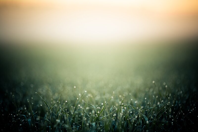 Dewy grass at sunrise