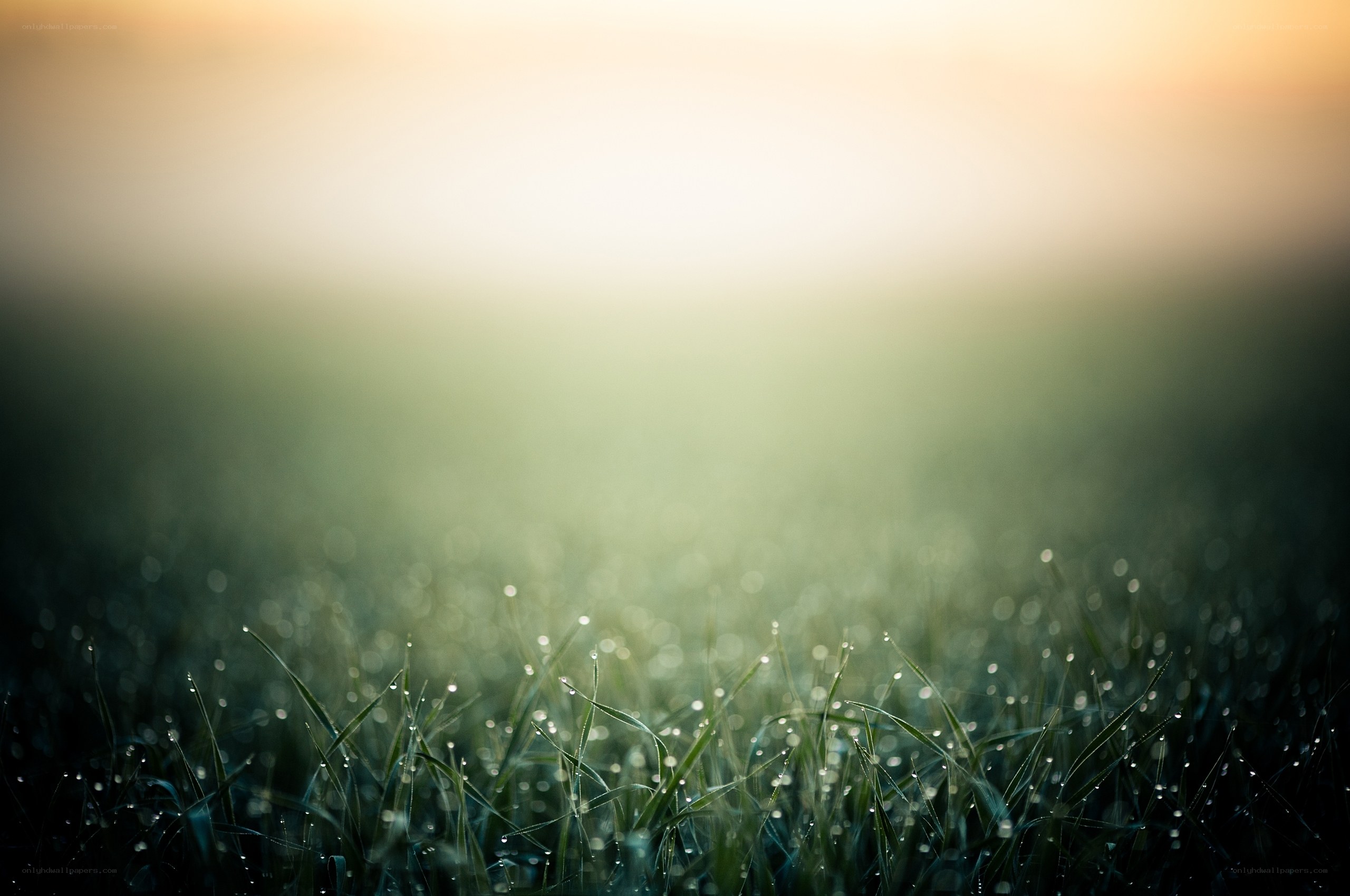 Dewy grass at sunrise