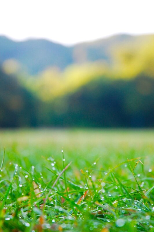 Dewy grass in a field