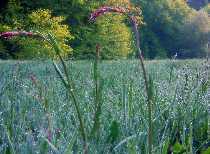 Dewy grass in a forest clearing