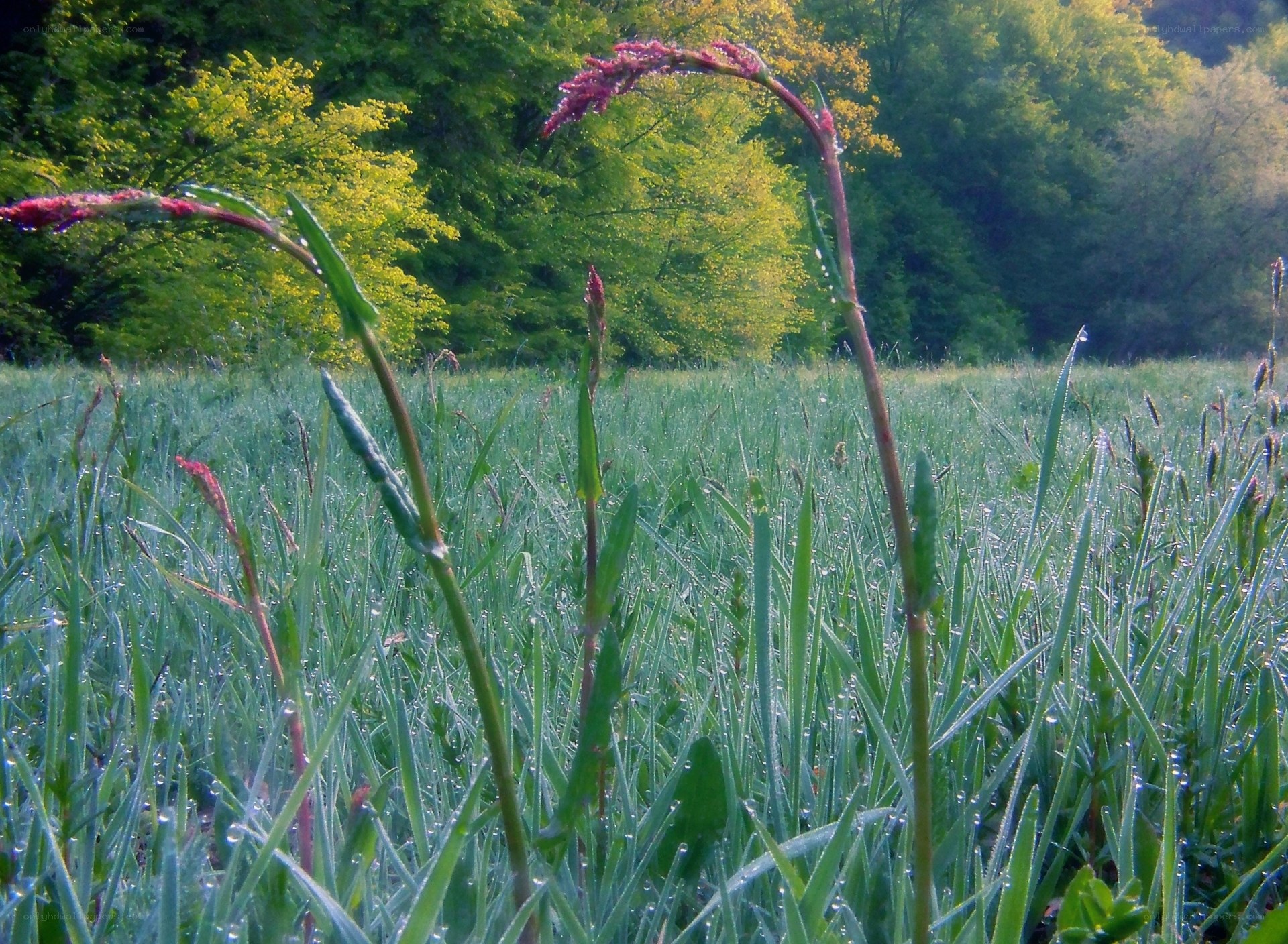 Dewy grass in a forest clearing