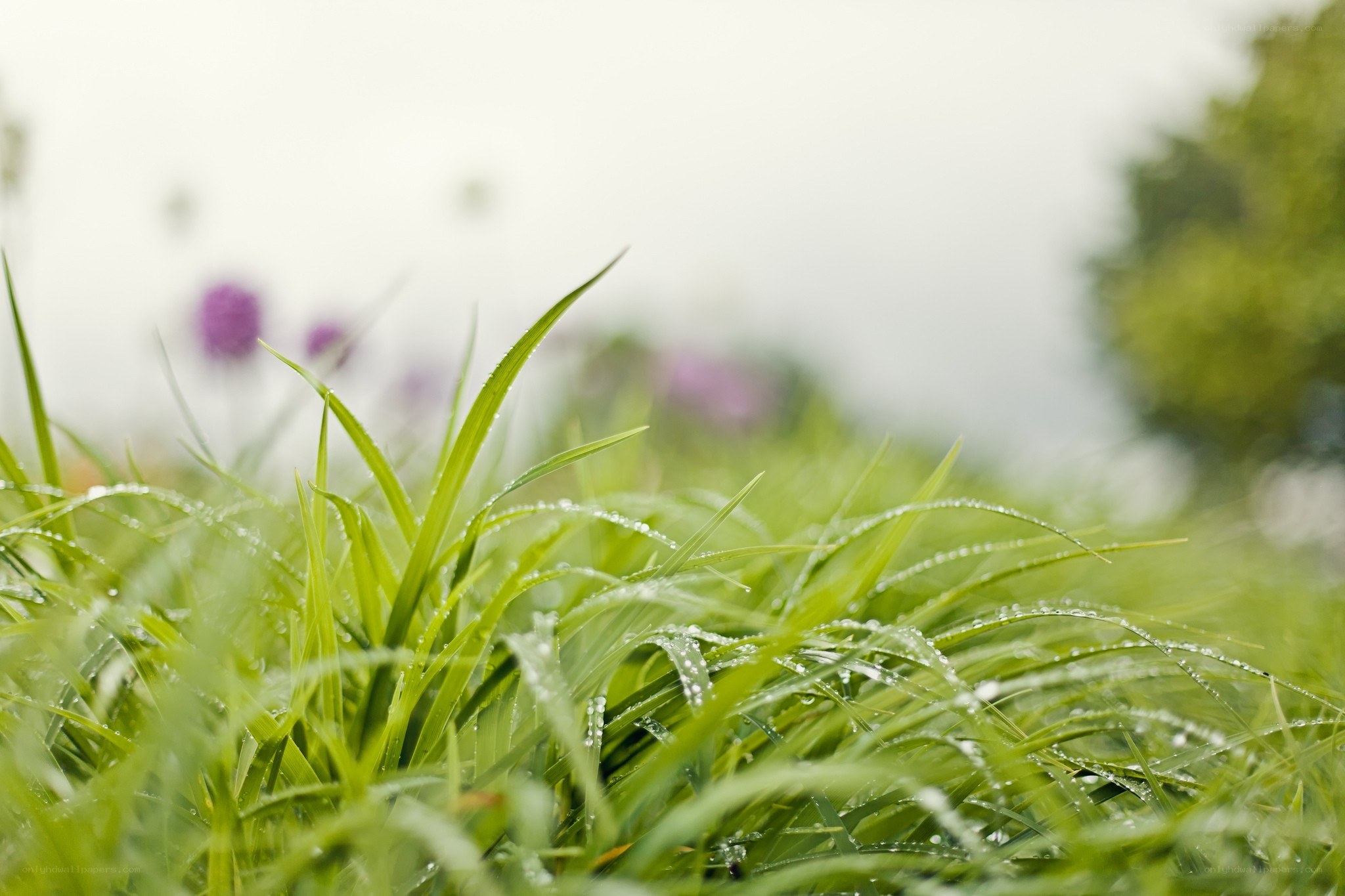 Dewy grass in a garden
