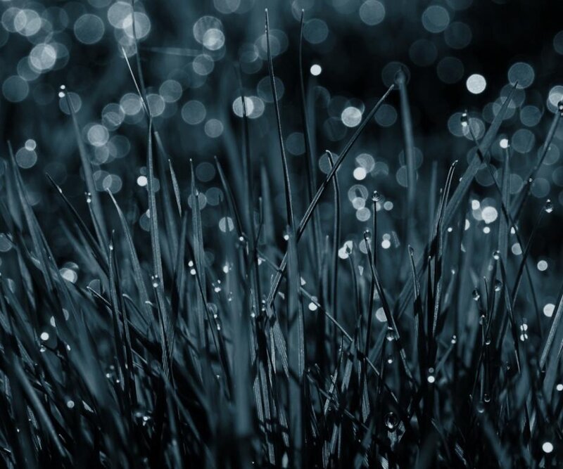 Dewy grass in blue light