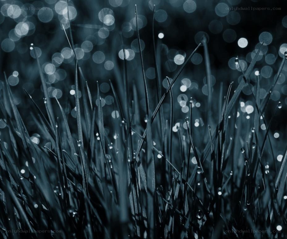 Dewy grass in blue light