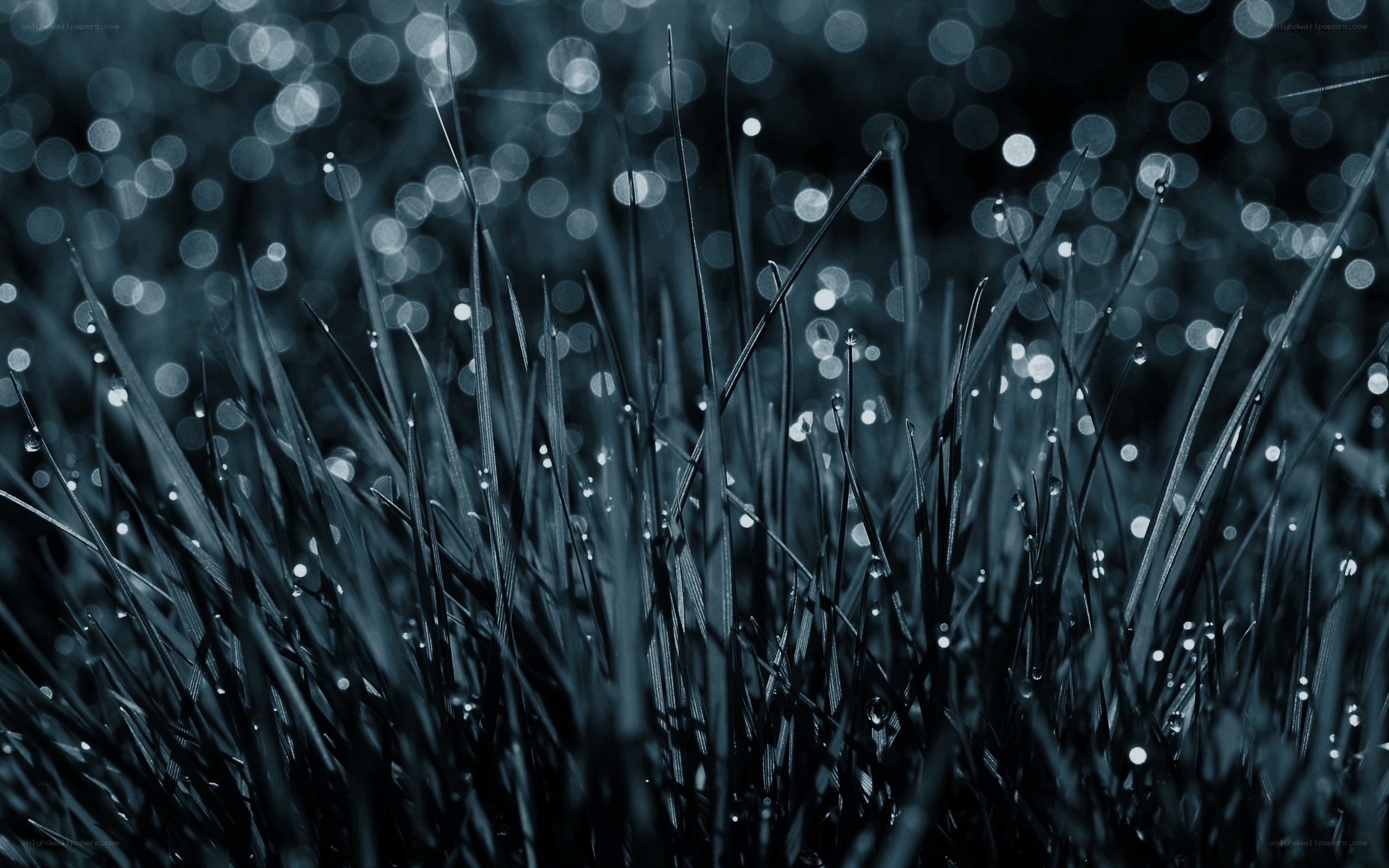 Dewy grass in blue light