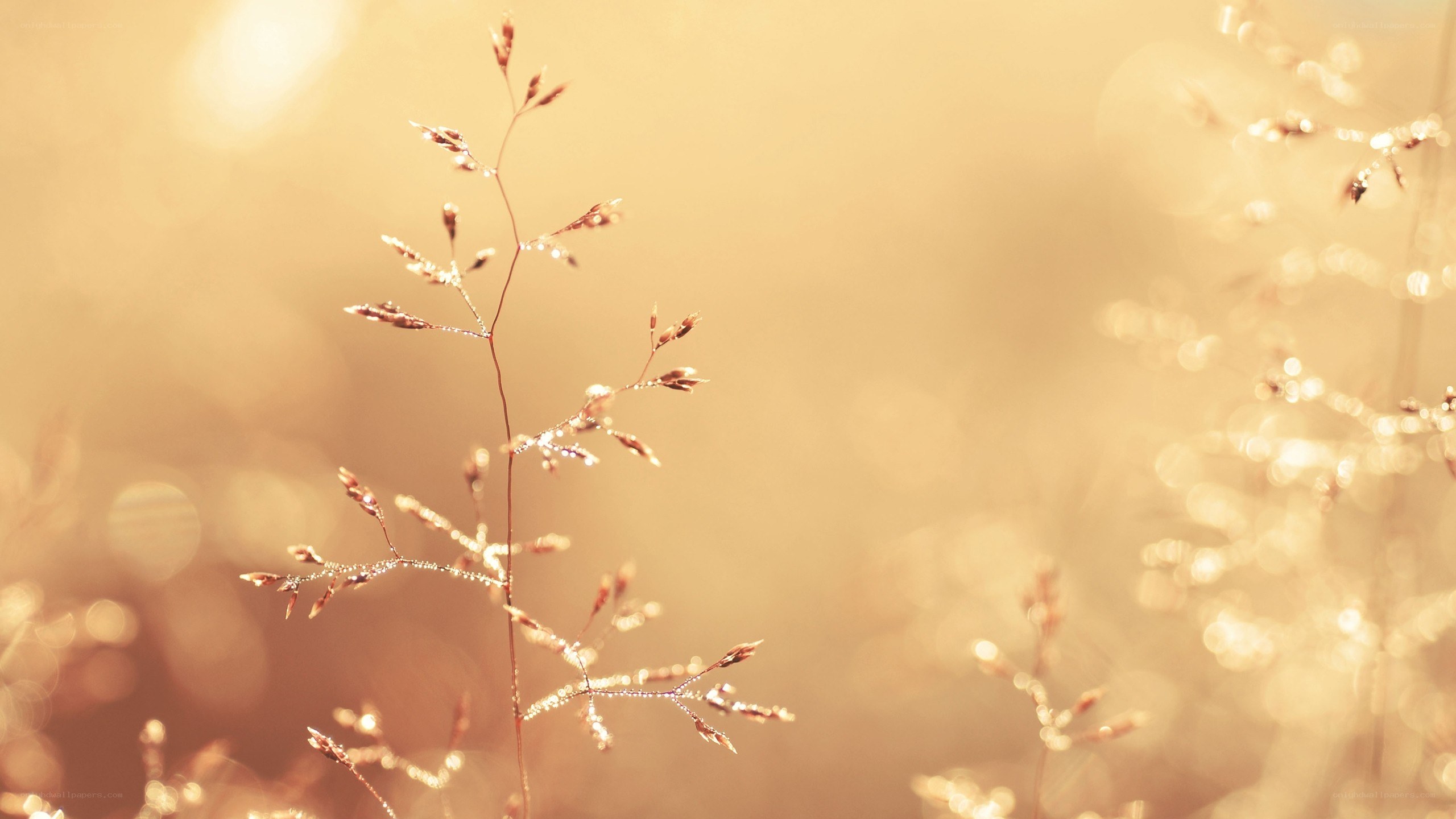 dewy grass in golden light