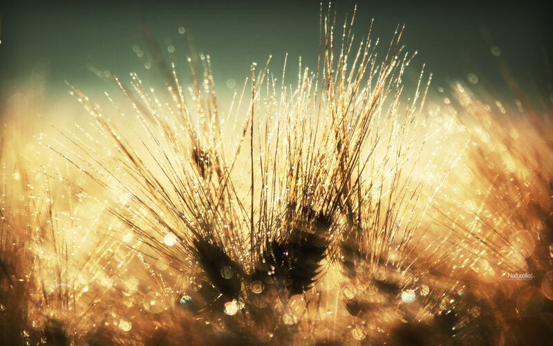 Dewy grass in golden light
