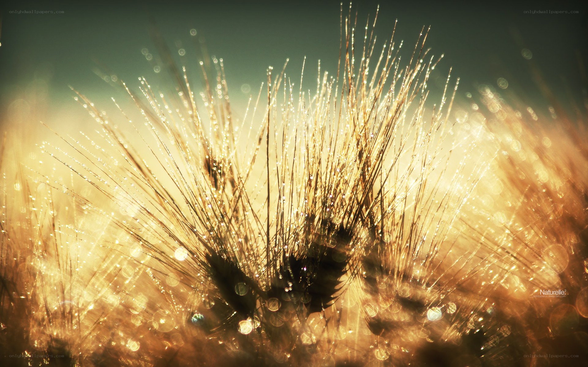 Dewy grass in golden light