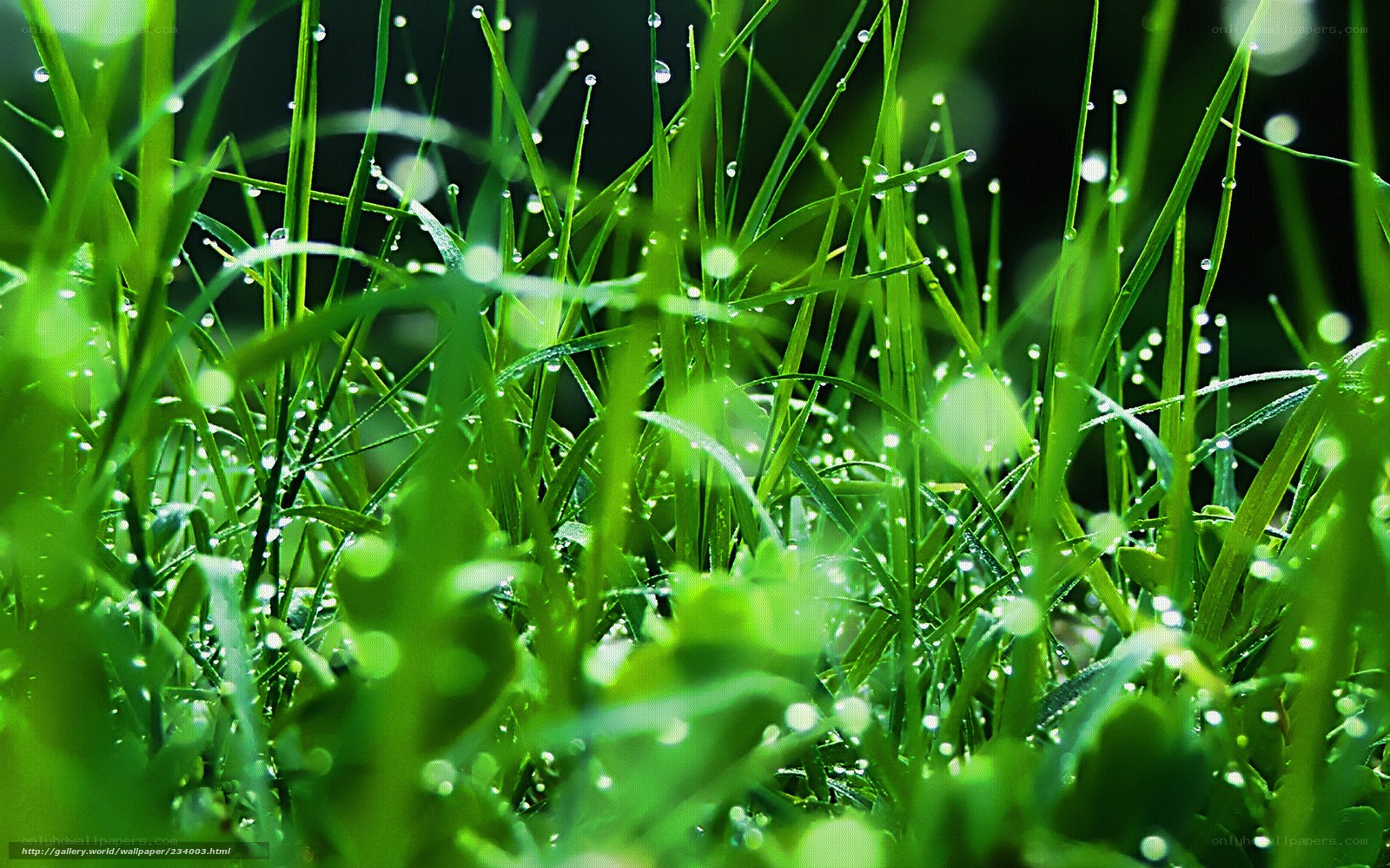 Dewy grass in morning light