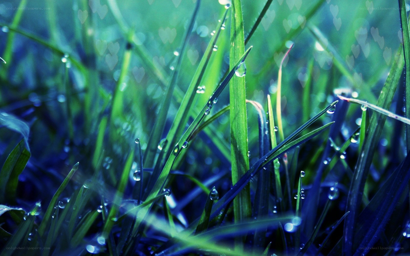 Dewy grass in morning light