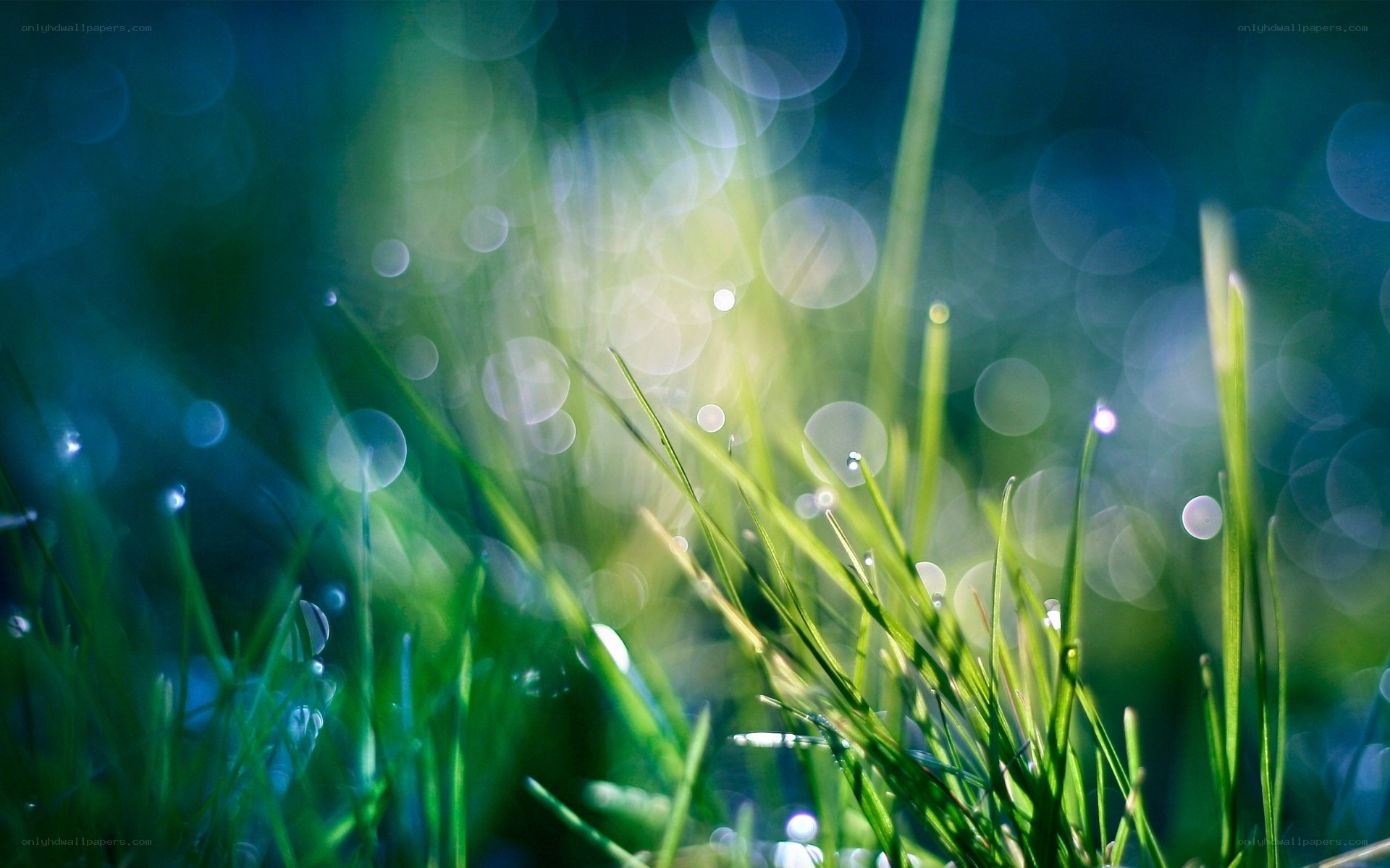 Dewy grass in morning light