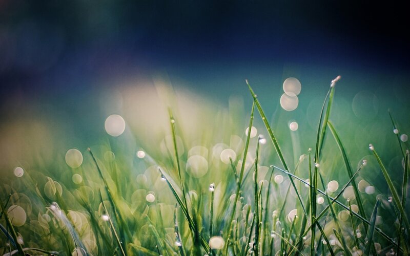 Dewy grass in morning light