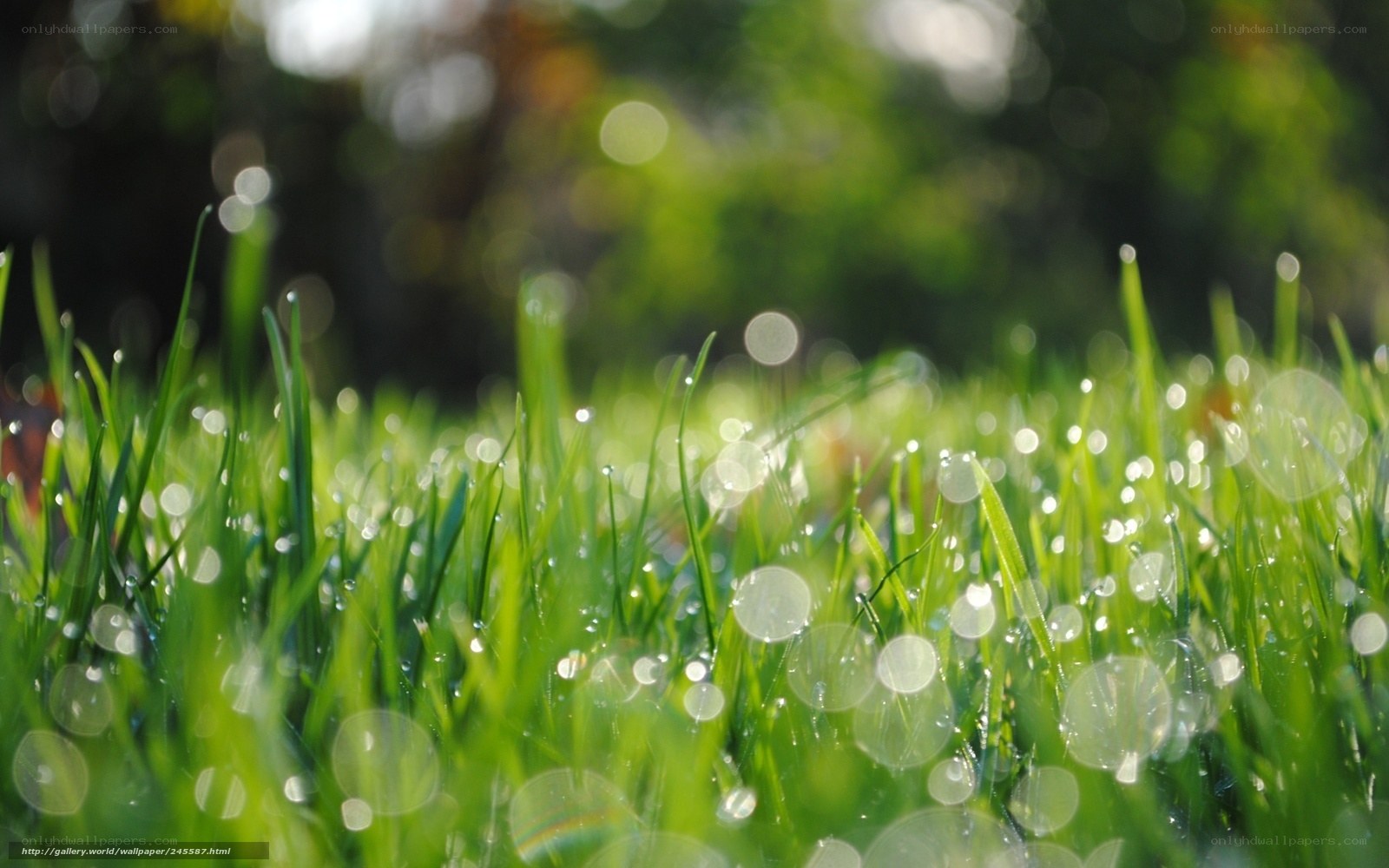 Dewy grass in morning light