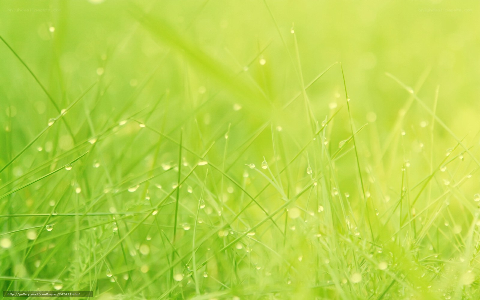 Dewy grass in morning light