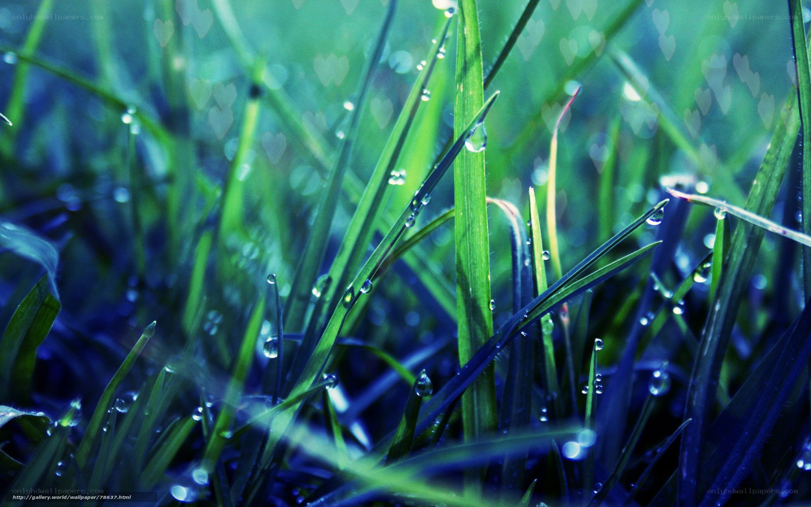 Dewy grass in morning light
