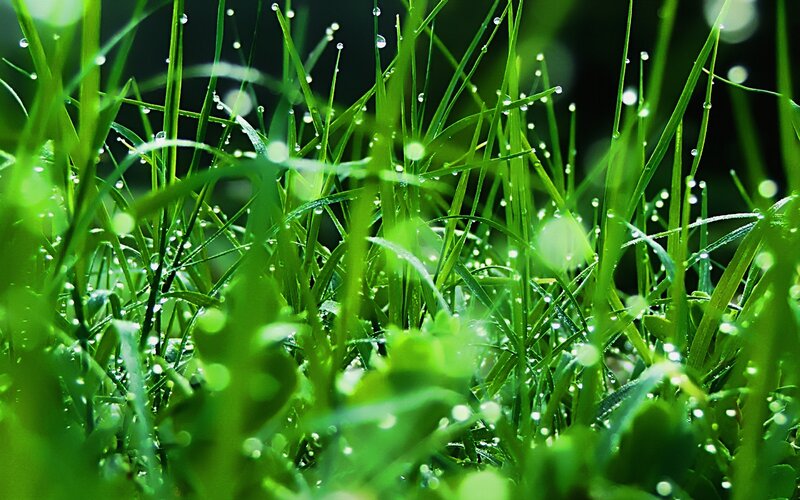 Dewy grass in morning light