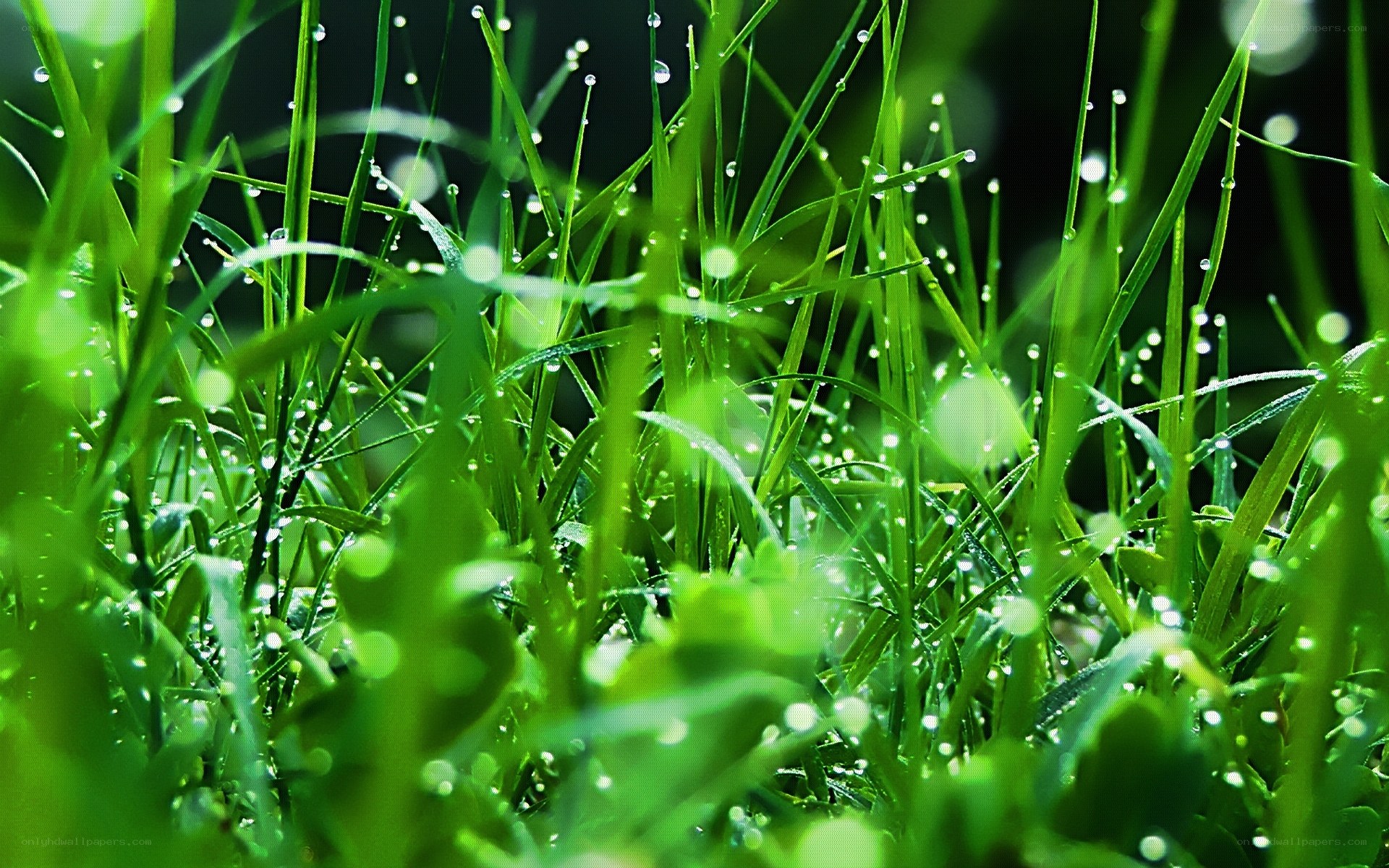 Dewy grass in morning light