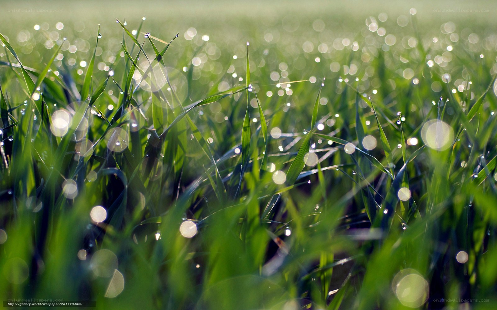Dewy grass in morning light