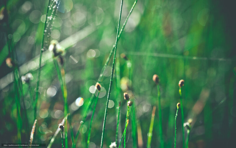 Dewy grass in morning light
