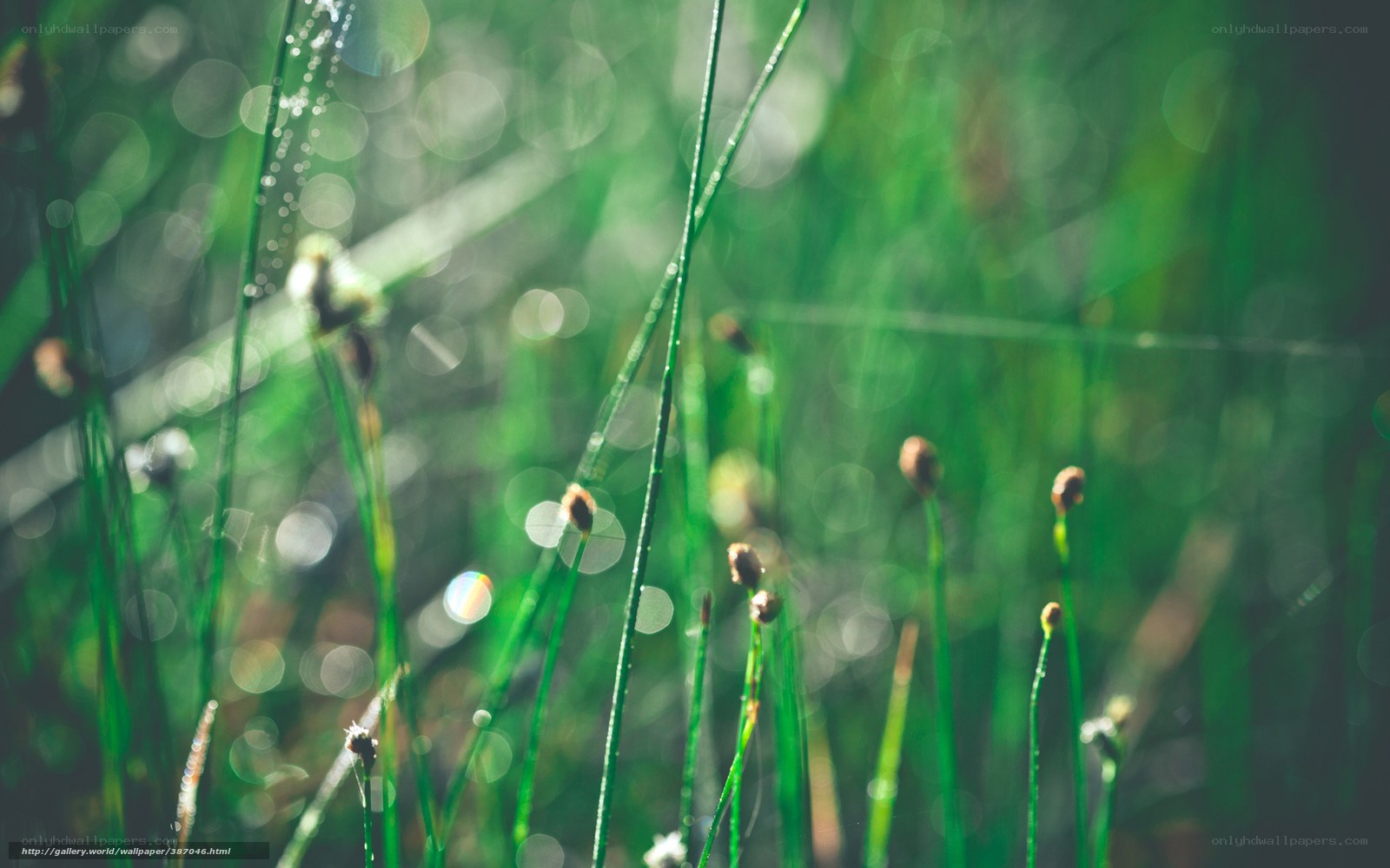 Dewy grass in morning light