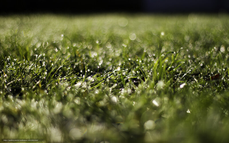 Dewy grass in morning light