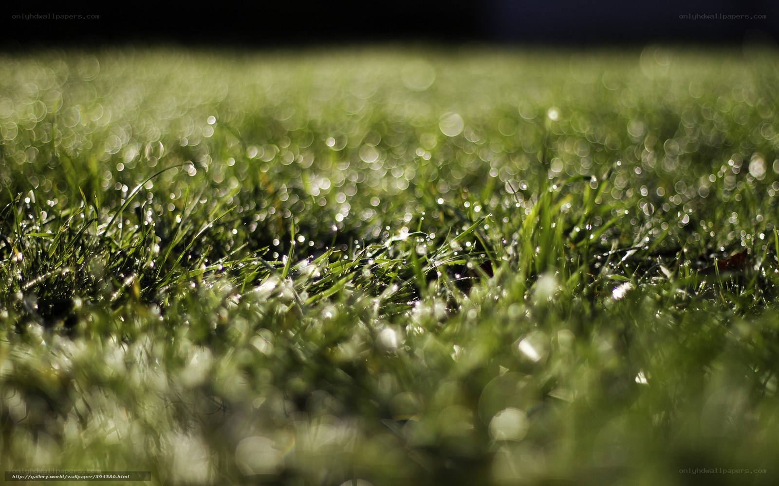 Dewy grass in morning light