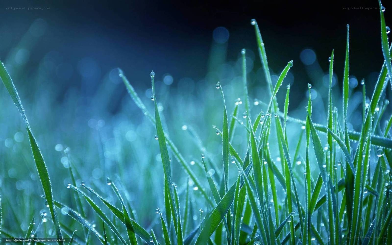Dewy grass in morning light
