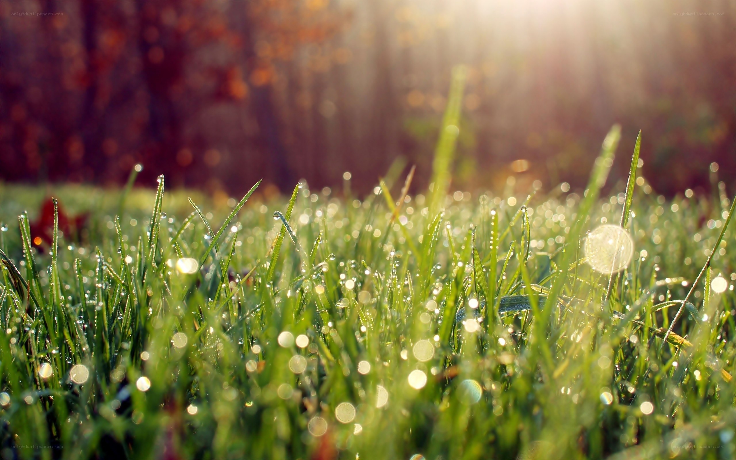 Dewy grass in morning light