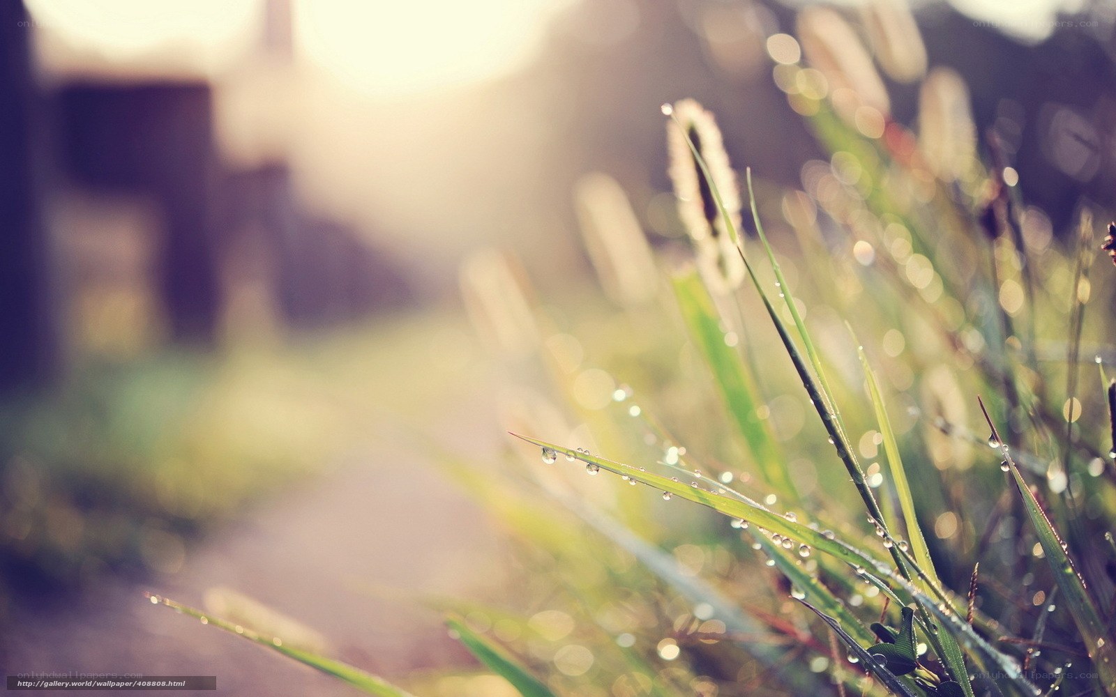 Dewy grass in morning light