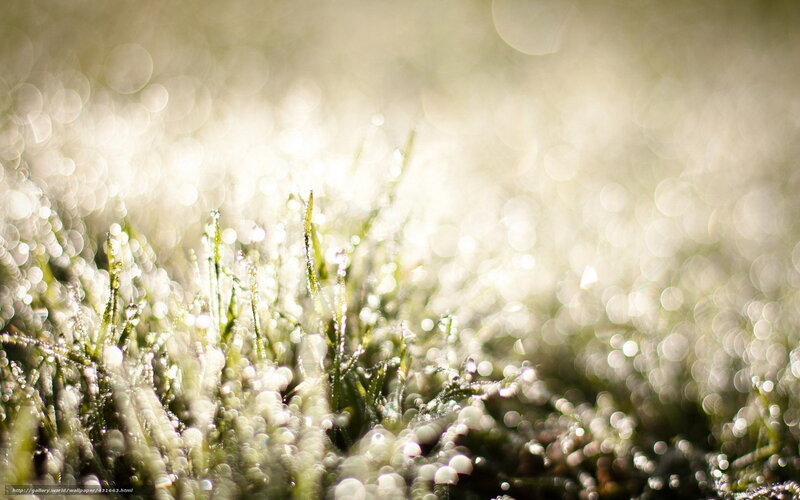 Dewy grass in morning light
