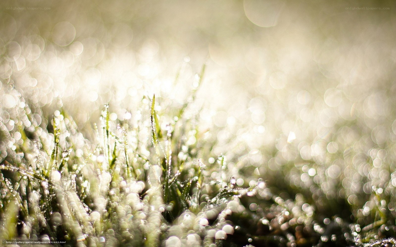 Dewy grass in morning light