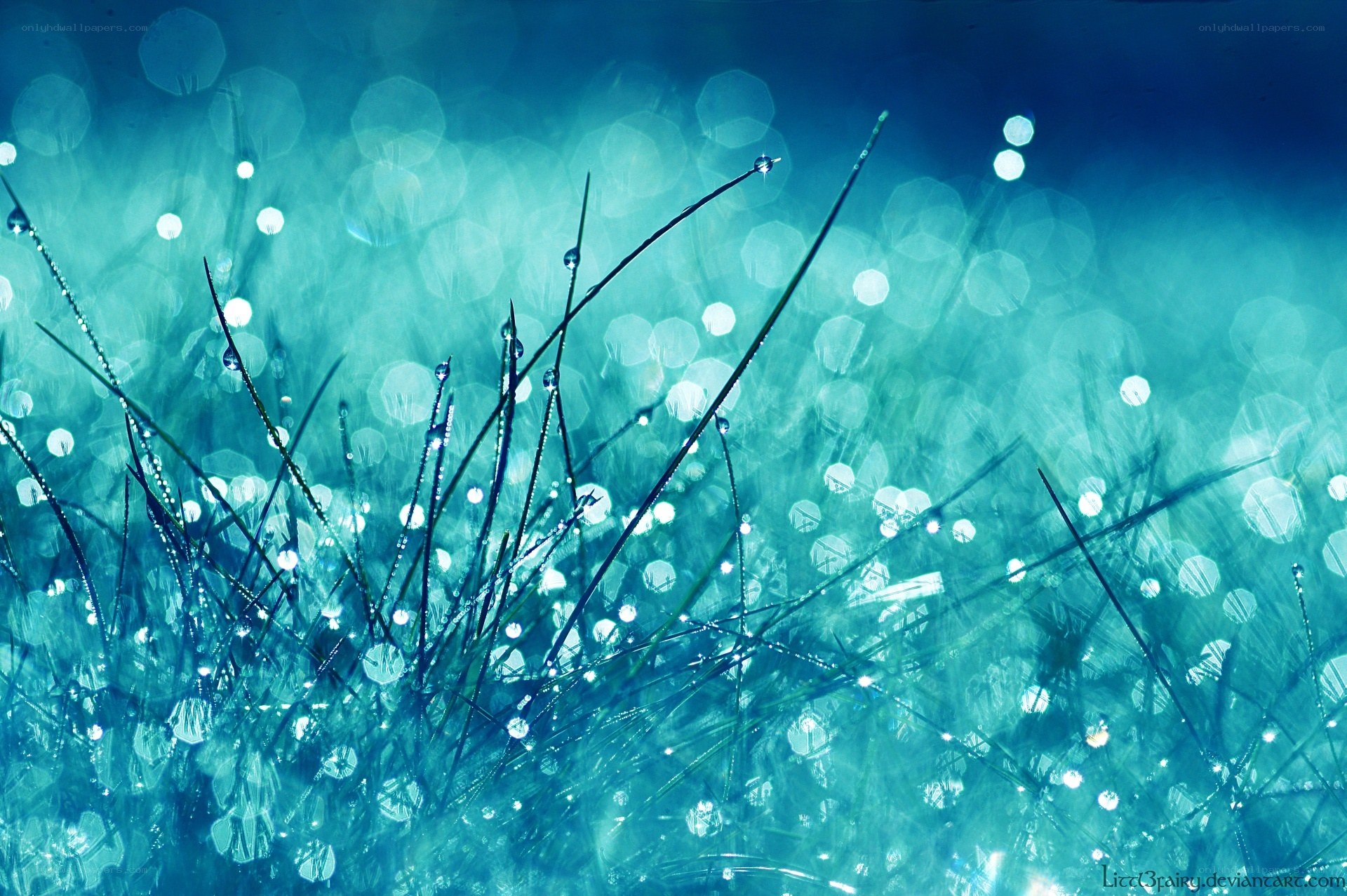 Dewy grass in morning light
