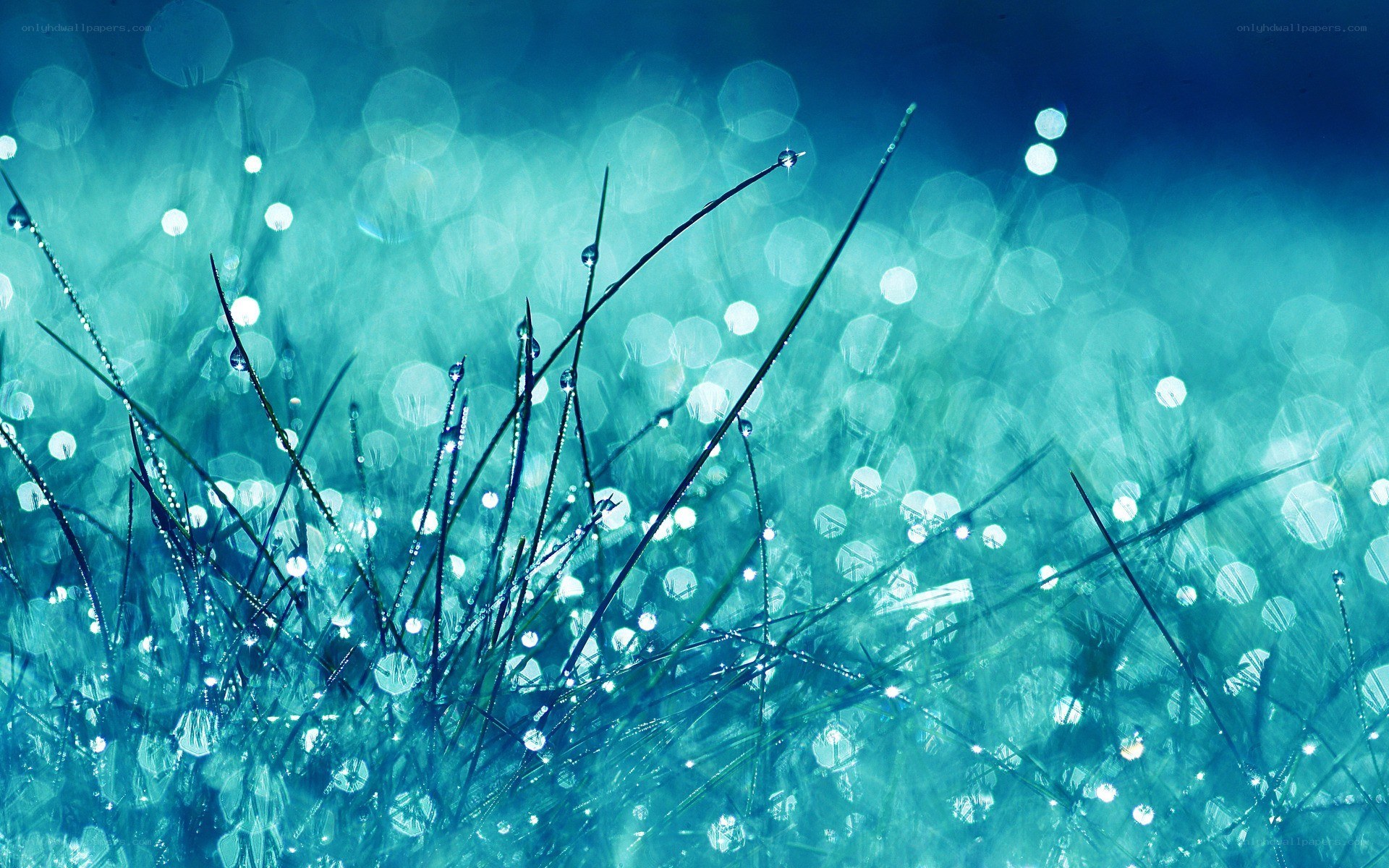 Dewy grass in morning light
