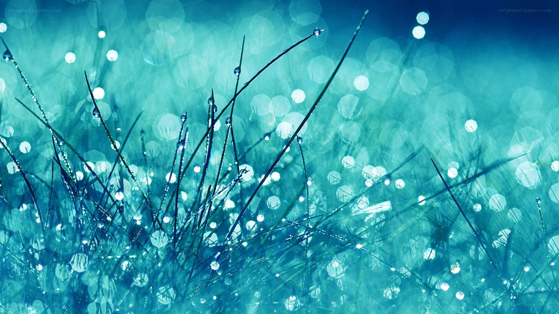 Dewy grass in morning light