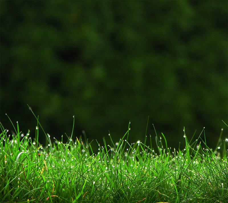 Dewy grass in morning light