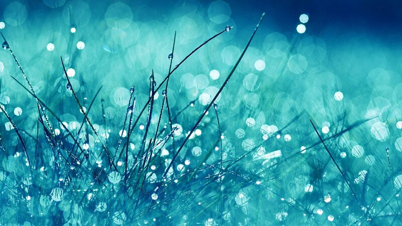 Dewy grass in morning light