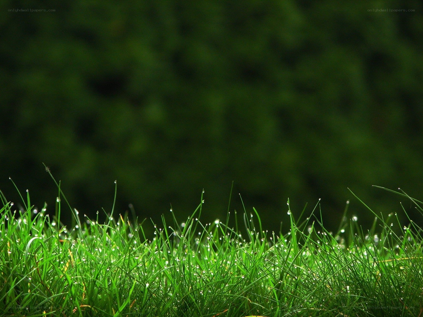 Dewy grass in morning light