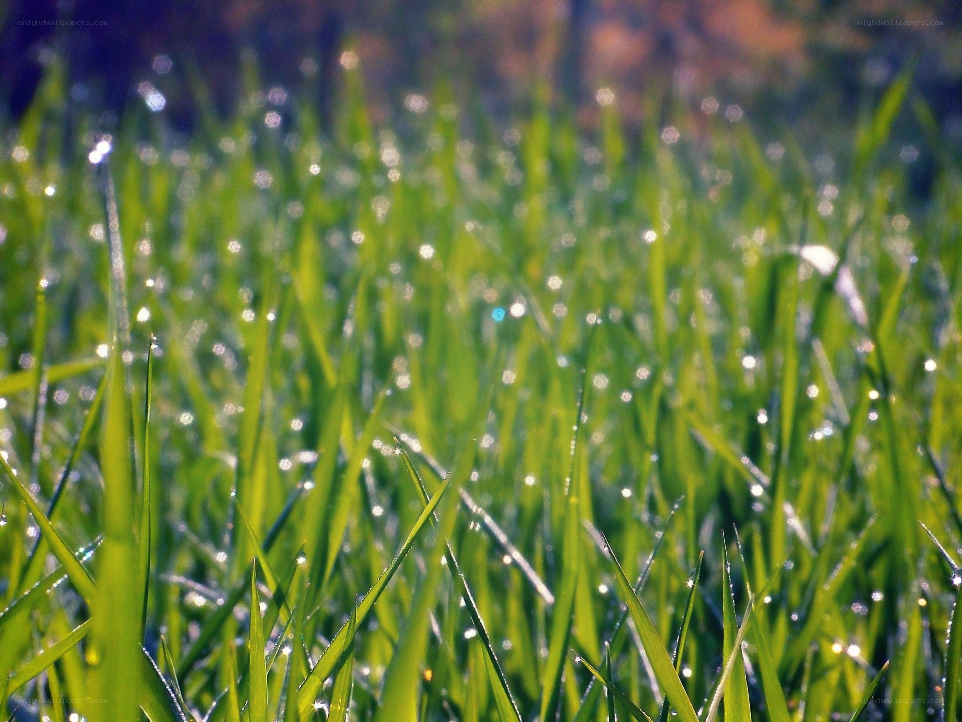 Dewy grass in morning light