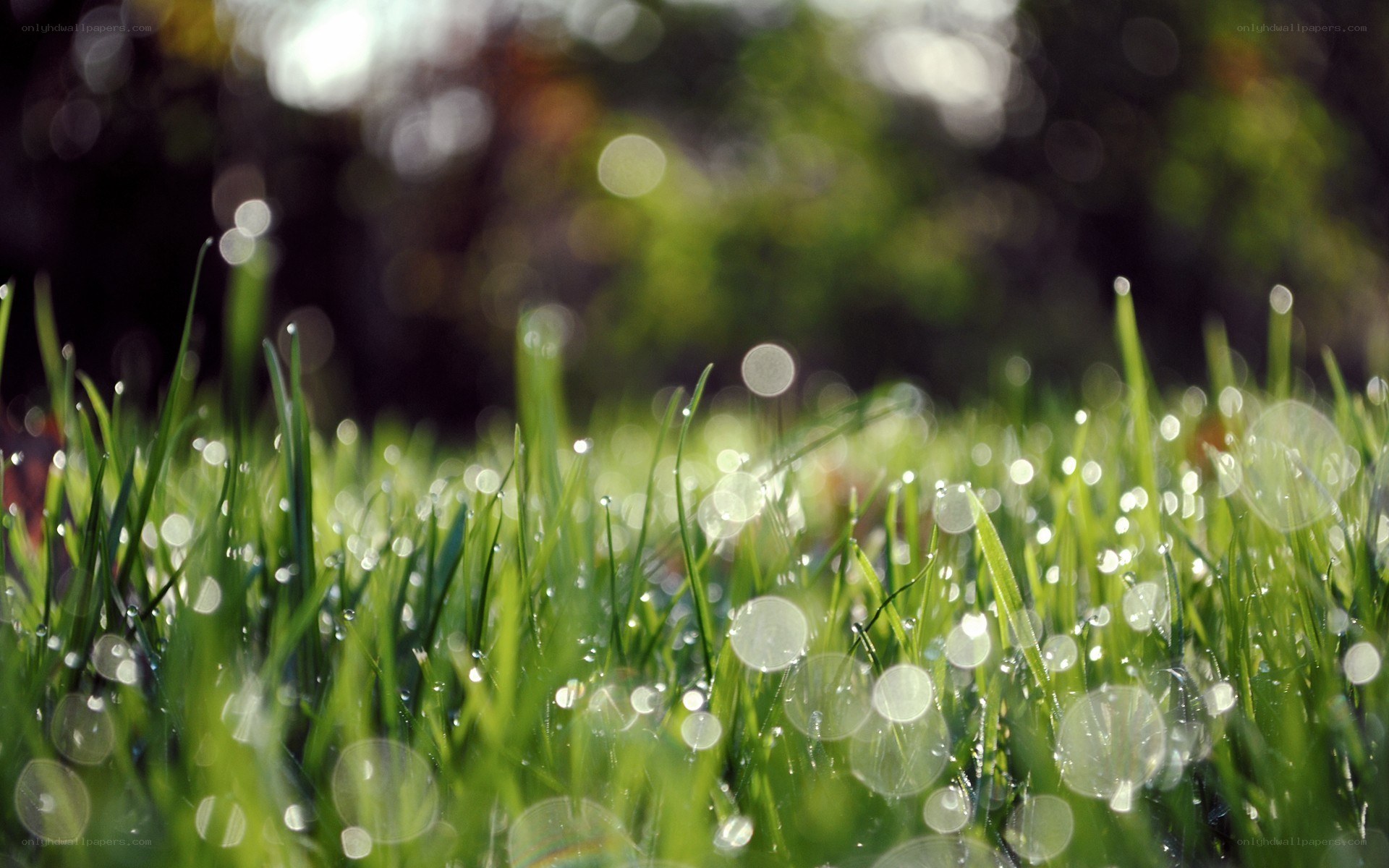 Dewy grass in morning light