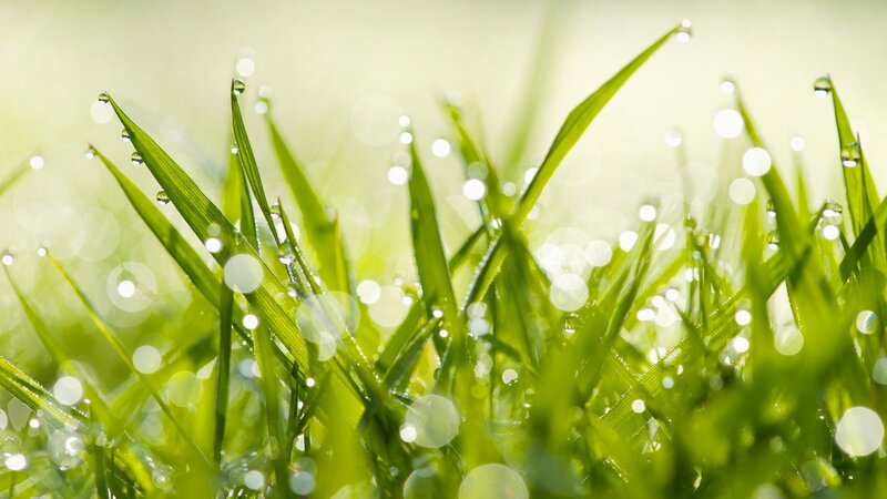 Dewy grass in morning light