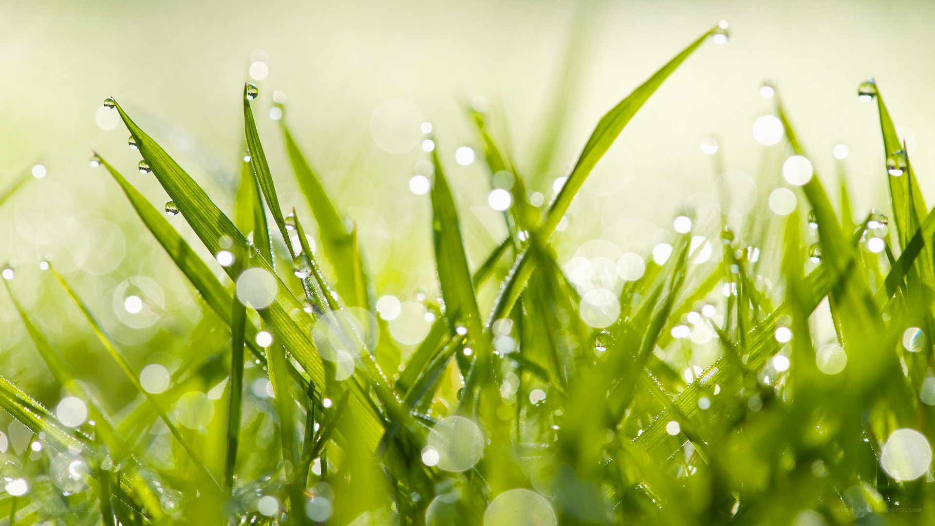 Dewy grass in morning light