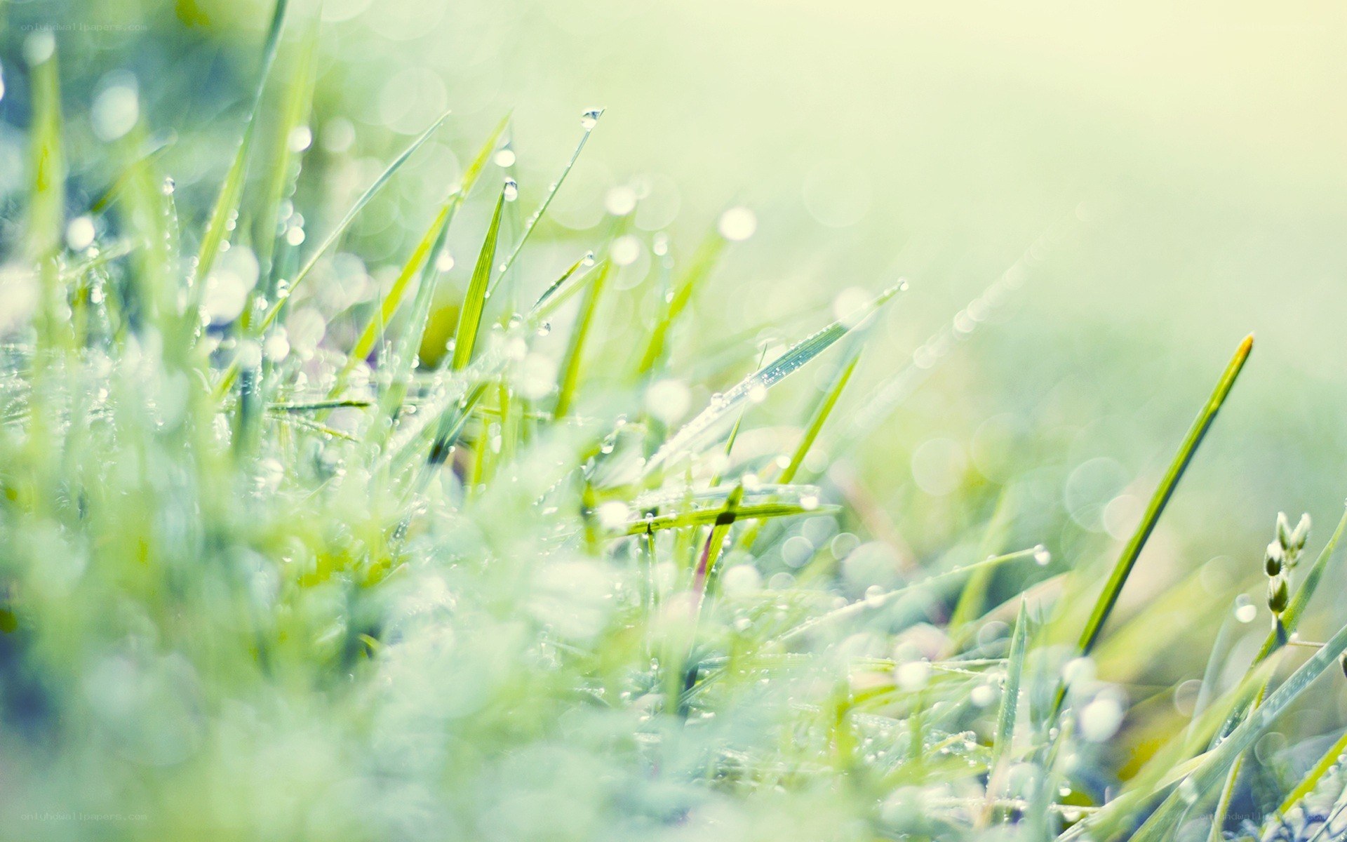 Dewy grass in morning light