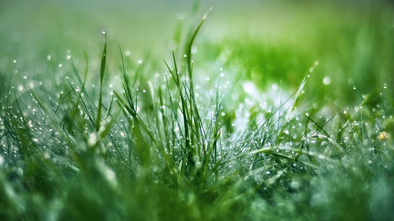 Dewy grass in morning light