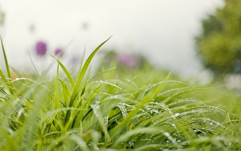 Dewy grass in morning light