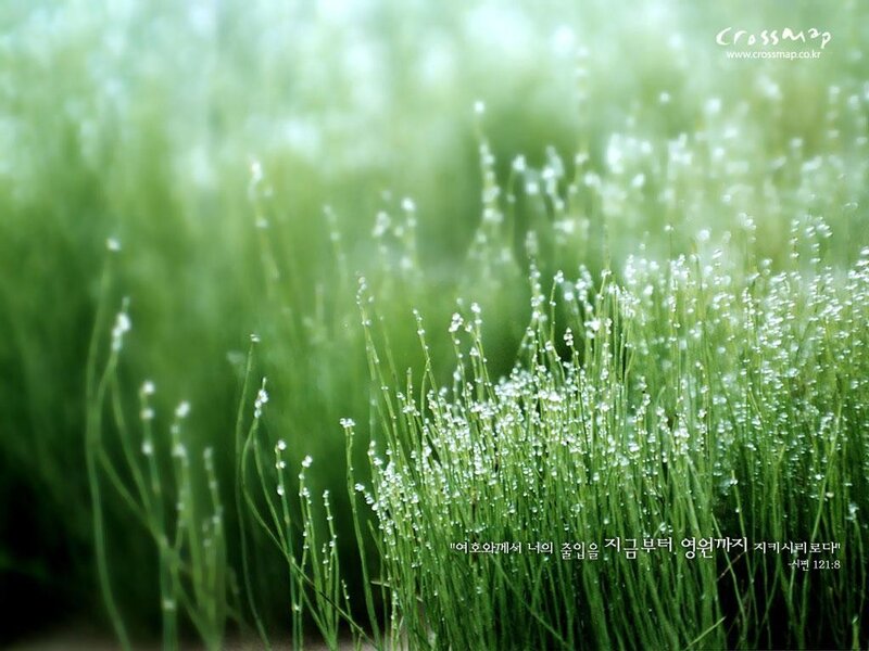Dewy grass in morning light