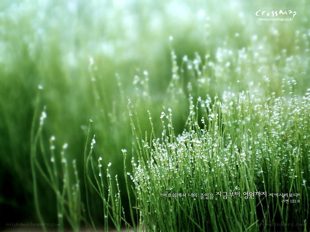 Dewy grass in morning light
