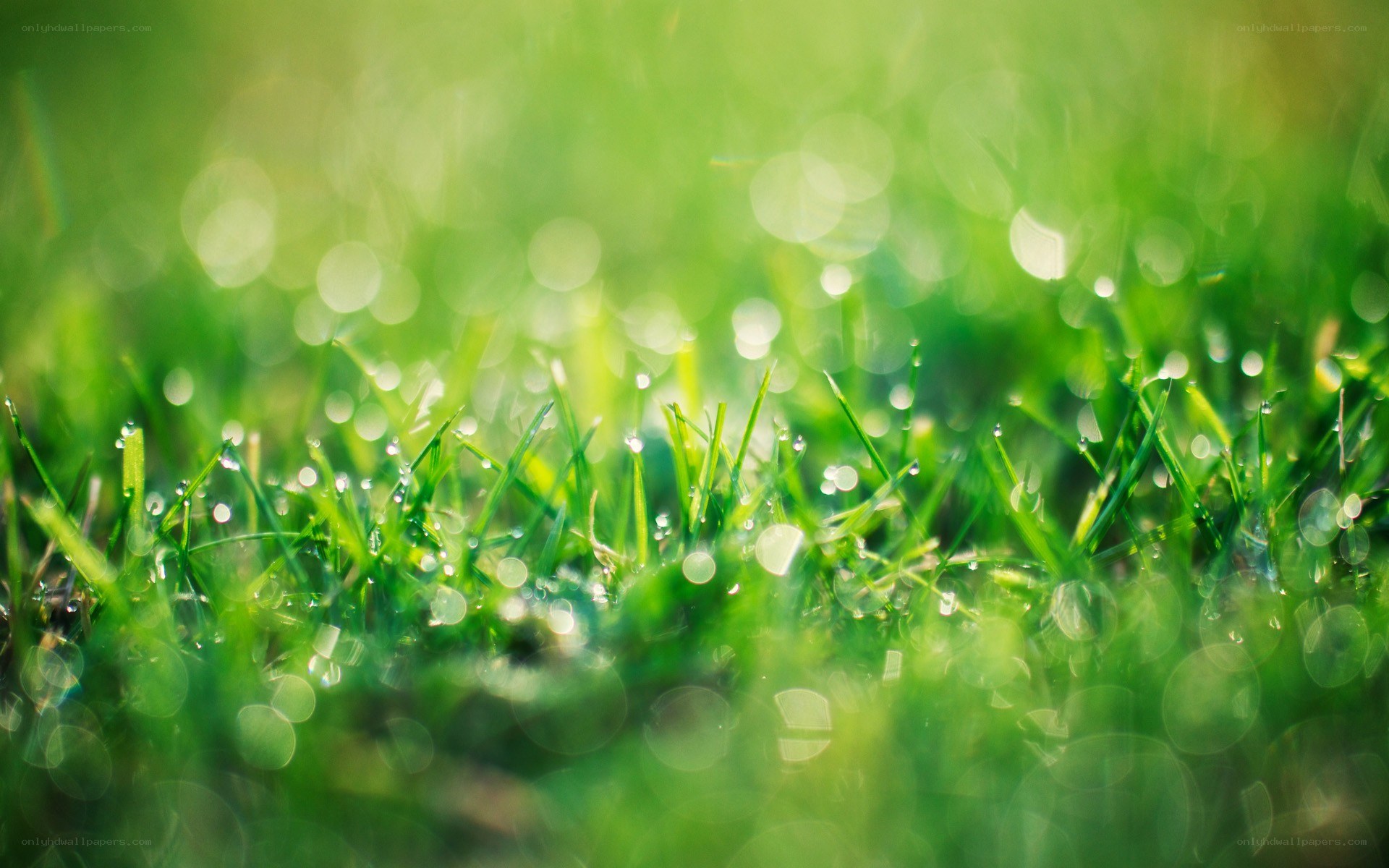 Dewy grass in morning light