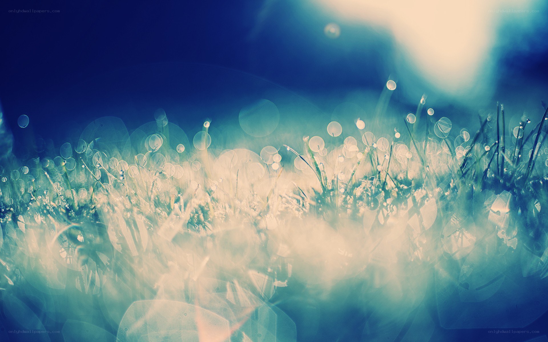 Dewy grass in morning light